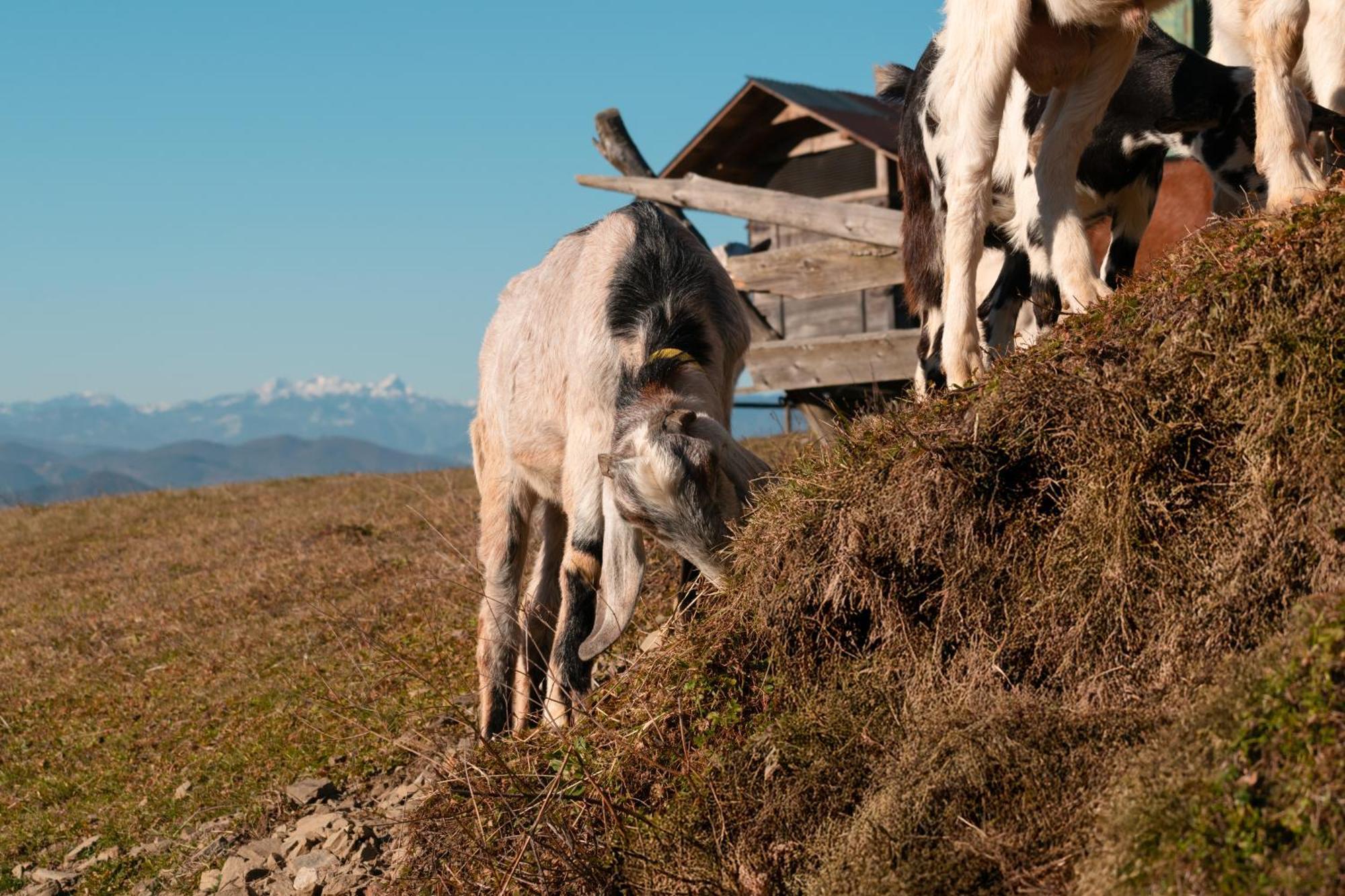 Hostal Ranch At Geta Razgorce Exterior foto