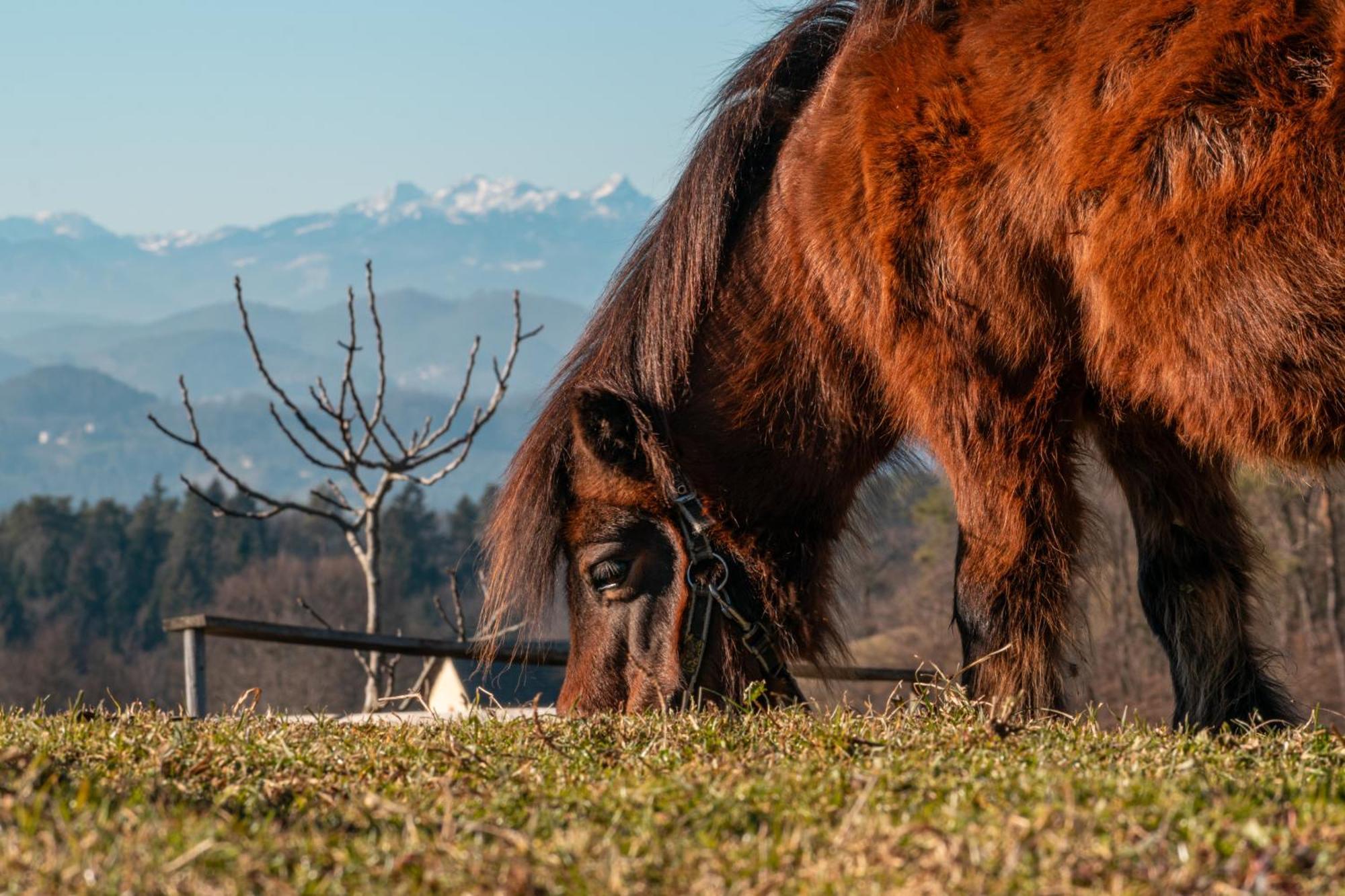 Hostal Ranch At Geta Razgorce Exterior foto